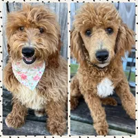 Tortellini , a female Miniature Goldendoodle for sale in Selma, NC – 10 of 10