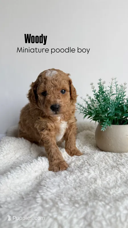 Woody – Poodle - Miniature  puppy on hold in Selma, NC