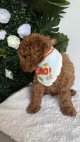 Sailor , a male Cavapoo for sale in Selma, NC – 9 of 10
