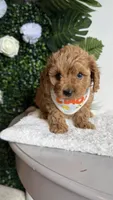 Blue , a male Cavapoo for sale in Selma, NC – 4 of 8