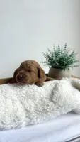 Bucatini , a male Miniature Goldendoodle for sale in Selma, NC – 6 of 7