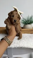 Jessie , a female Poodle - Miniature  for sale in Selma, NC – 8 of 8