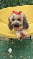 Ginger , a female Poodle - Toy  for sale in Selma, NC – 3 of 9