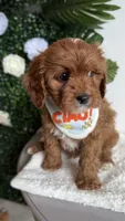 Banana , a male Cavapoo and Poodle - Miniature  for sale in Selma, NC – 3 of 9