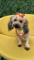 Ginger , a female Poodle - Toy  for sale in Selma, NC – 4 of 9