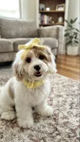 Daisy , a female Cavapoo for sale in Selma, NC – 1 of 10