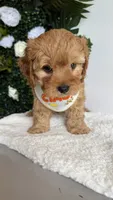 Blue , a male Cavapoo and Poodle - Toy  for sale in Selma, NC – 7 of 8