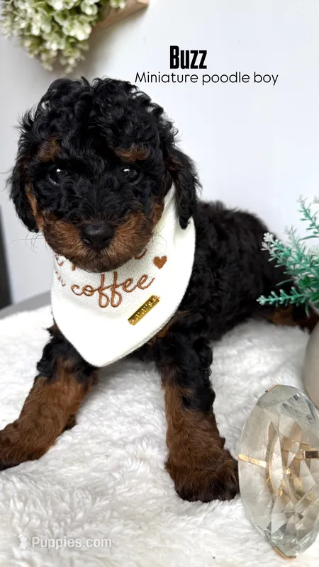 Buzz – Poodle - Miniature  puppy for sale in Selma, NC
