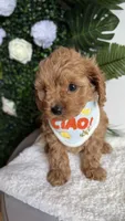 Blue , a male Cavapoo for sale in Selma, NC – 7 of 8