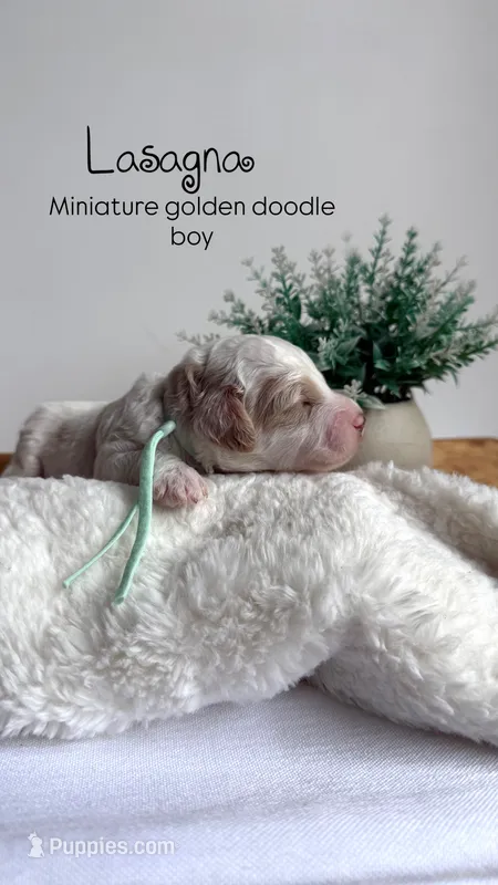 Lasagna  – Miniature Goldendoodle puppy for sale in Selma, NC