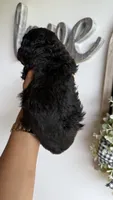 Buzz, a male Poodle - Miniature  for sale in Selma, NC – 5 of 9