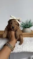 Jessie , a female Poodle - Miniature  for sale in Selma, NC – 3 of 8