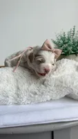 Rigatoni , a female Miniature Goldendoodle for sale in Selma, NC – 2 of 7