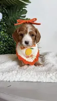 Pineapple 🍍 , a female Cavapoo and Poodle - Miniature  for sale in Selma, NC – 6 of 7