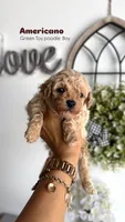 Americano, a male Poodle - Toy  for sale in Selma, NC – Photo 2 of 5