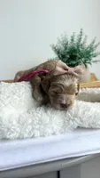 Tortellini , a female Miniature Goldendoodle for sale in Selma, NC – 4 of 6