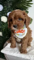 Banana , a male Cavapoo and Poodle - Miniature  for sale in Selma, NC – 2 of 9