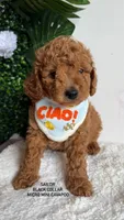 Sailor , a male Cavapoo for sale in Selma, NC – 1 of 10