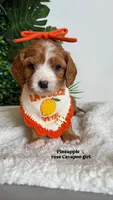 Pineapple 🍍 , a female Cavapoo and Poodle - Miniature  for sale in Selma, NC – 1 of 7