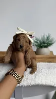 Jessie , a female Poodle - Miniature  for sale in Selma, NC – 6 of 8
