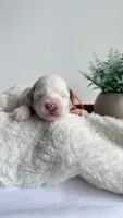 Spaghetti , a male Miniature Goldendoodle for sale in Selma, NC – 3 of 6
