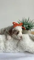 Rigatoni , a female Miniature Goldendoodle for sale in Selma, NC – 4 of 8