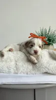 Rigatoni , a female Miniature Goldendoodle for sale in Selma, NC – 7 of 8