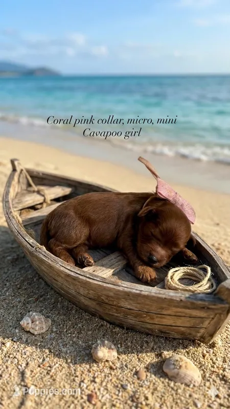 Coral  – Cavapoo puppy for sale in Selma, NC