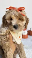 Tortellini , a female Miniature Goldendoodle for sale in Selma, NC – 6 of 10