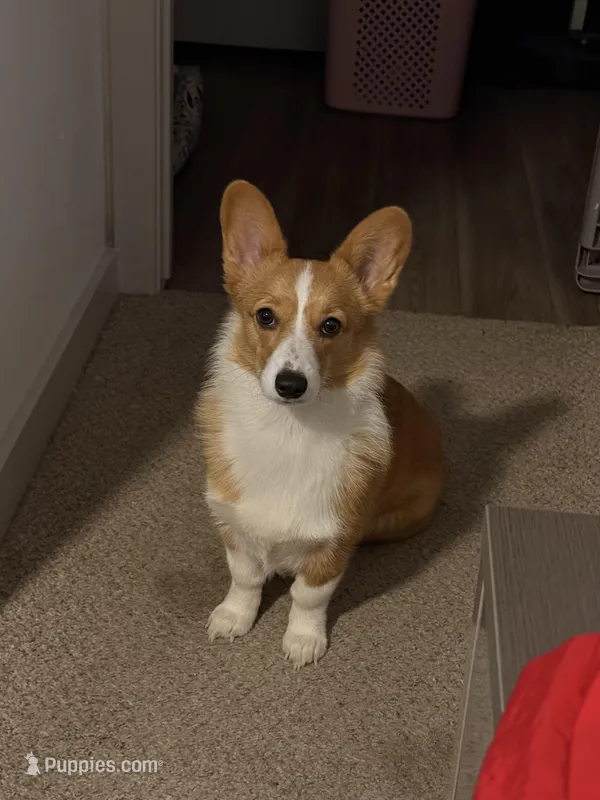 Gigi, a female Pembroke Welsh Corgi for sale in Fort Myers, FL – Photo 1 of 3