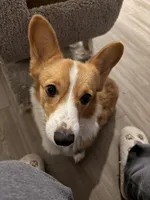 Gigi, a female Pembroke Welsh Corgi for sale in Fort Myers, FL – Photo 2 of 3