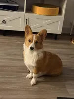 Gigi, a female Pembroke Welsh Corgi for sale in Fort Myers, FL – Photo 3 of 3