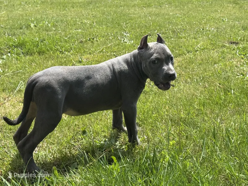 Hot pink – American Bully puppy for sale in Roy, WA