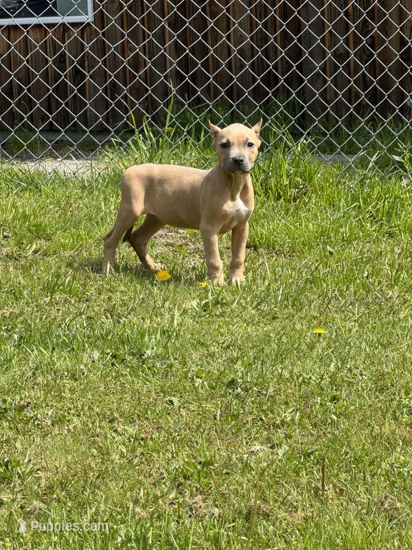 Barbie  – American Bully puppy for sale in Roy, WA