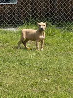 Barbie , a female American Bully for sale in Roy, WA – 1 of 3