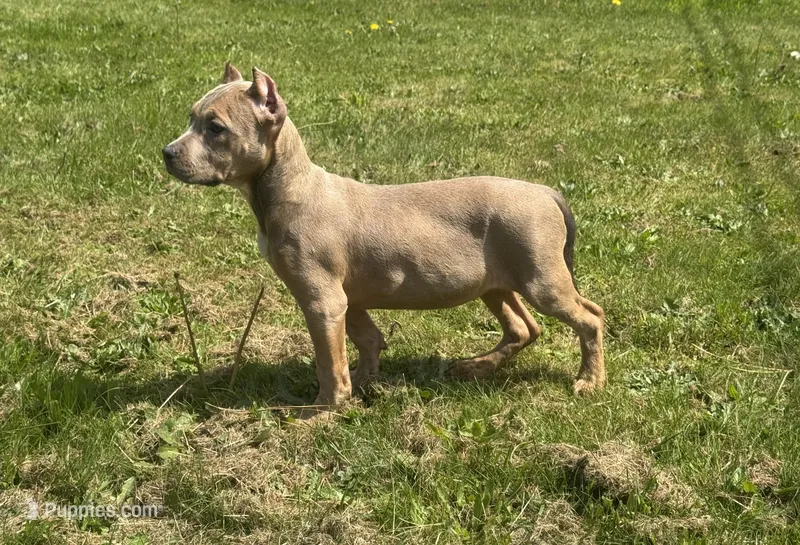 Sky blue  – American Bully puppy for sale in Roy, WA
