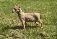 Sky blue , a female American Bully for sale in Roy, WA – 1 of 3