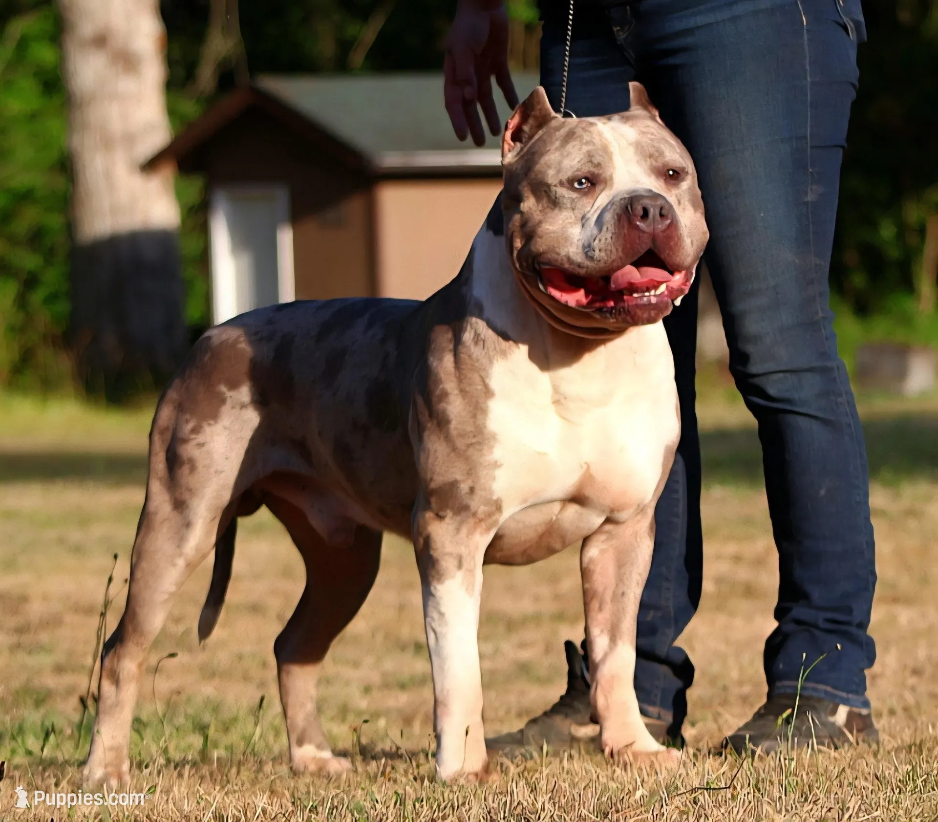 Red, a female American Bully for sale in Roy, WA – 2 of 3
