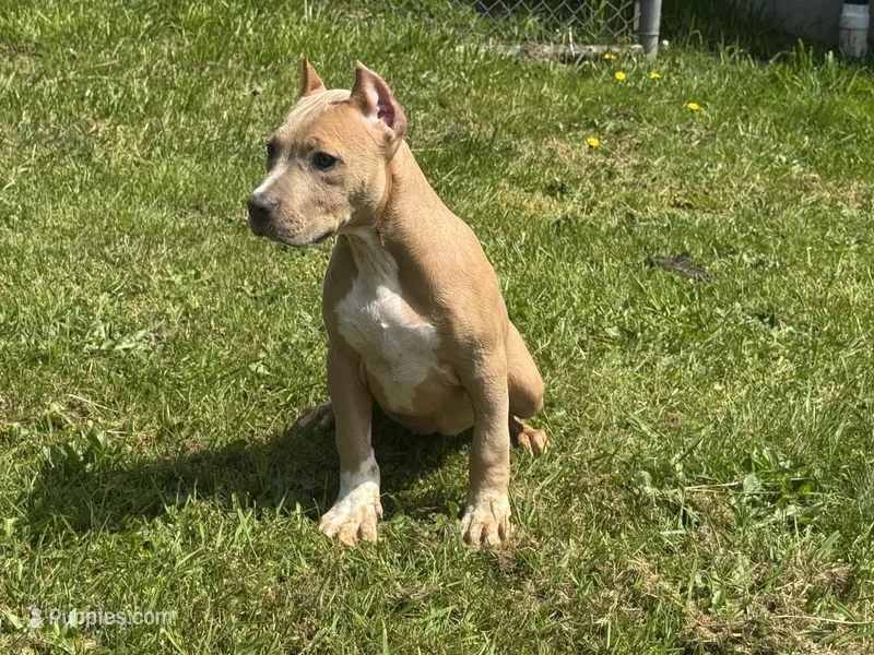 Red – American Bully puppy for sale in Roy, WA