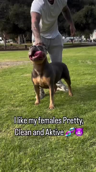 Sky blue , a female American Bully for sale in Roy, WA – 3 of 3