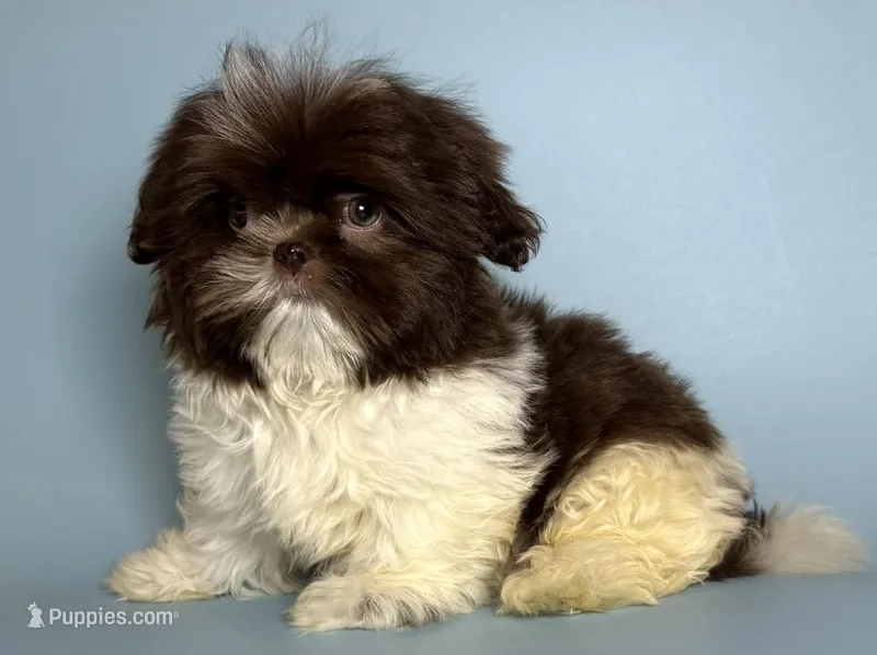 Chocolate Shih Tzu – Shih Tzu puppy for sale in San Francisco, CA
