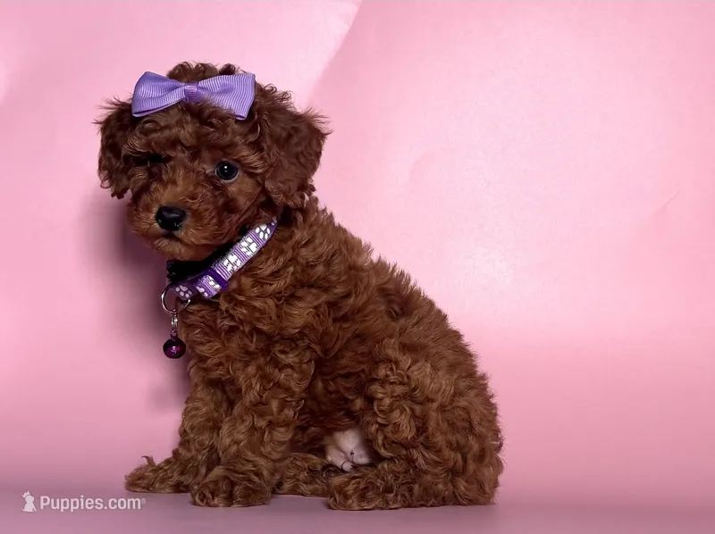 💗TINY Red Poodle💗