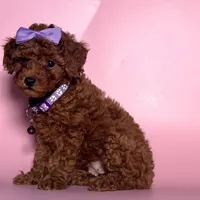 💗TINY Red Poodle💗, a female Poodle - Toy  and Poodle - Miniature  for sale in San Francisco, CA – 1 of 1