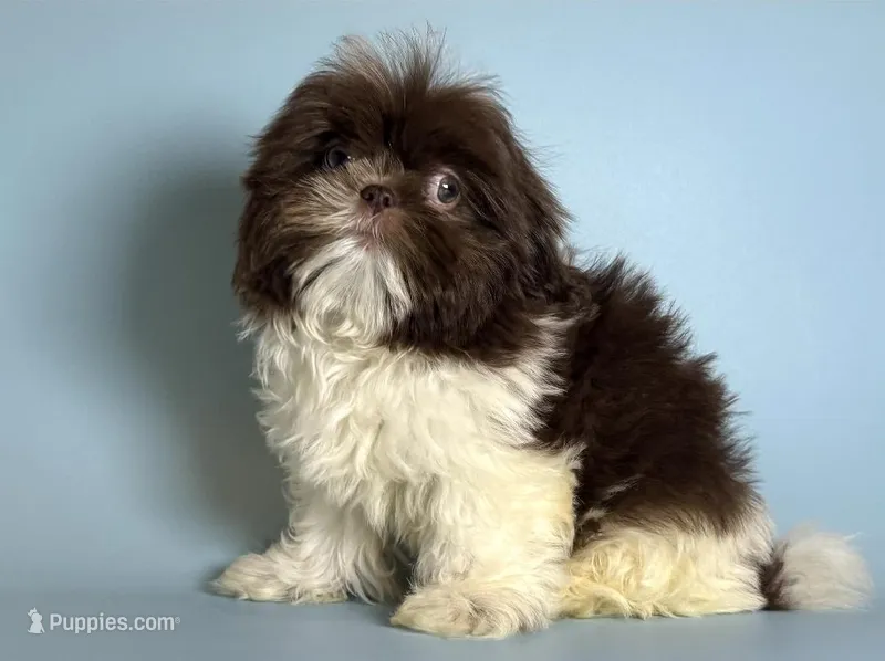 Imperial Shih Tzu – Shih Tzu puppy for sale in San Francisco, CA