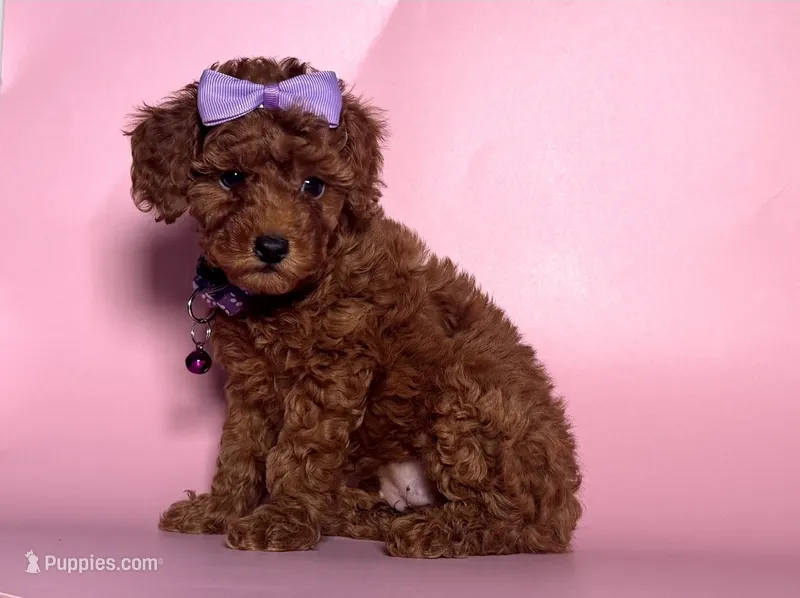 Teddy Bear Poodle 🧸