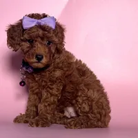 Teddy Bear Poodle 🧸, a female Poodle - Toy  and Poodle - Miniature  for sale in San Francisco, CA – 1 of 1