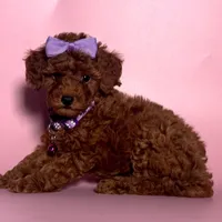 BABY DOLL - Available!, a female Poodle - Toy  and Poodle - Miniature  for sale in San Francisco, CA – 1 of 1