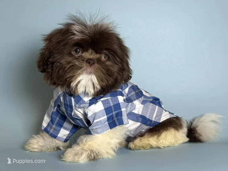 XXS ShihTzu Puppy 🐶  – Shih Tzu puppy for sale in San Francisco, CA