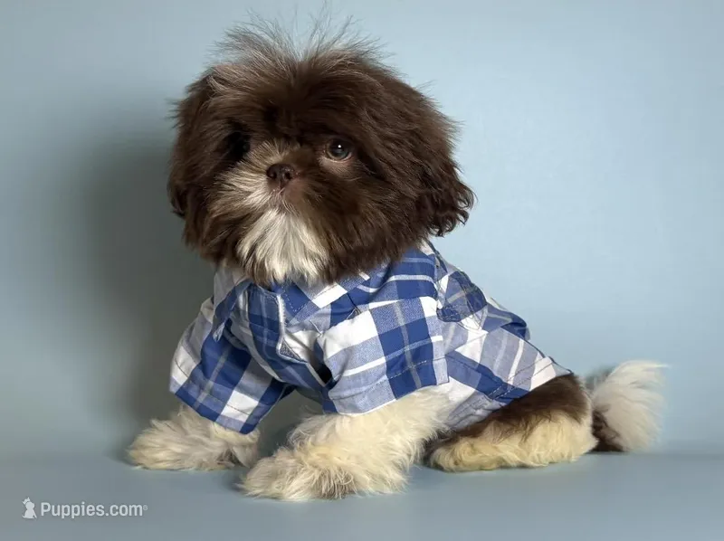 TCUP Shih Tzu – Shih Tzu puppy for sale in San Francisco, CA