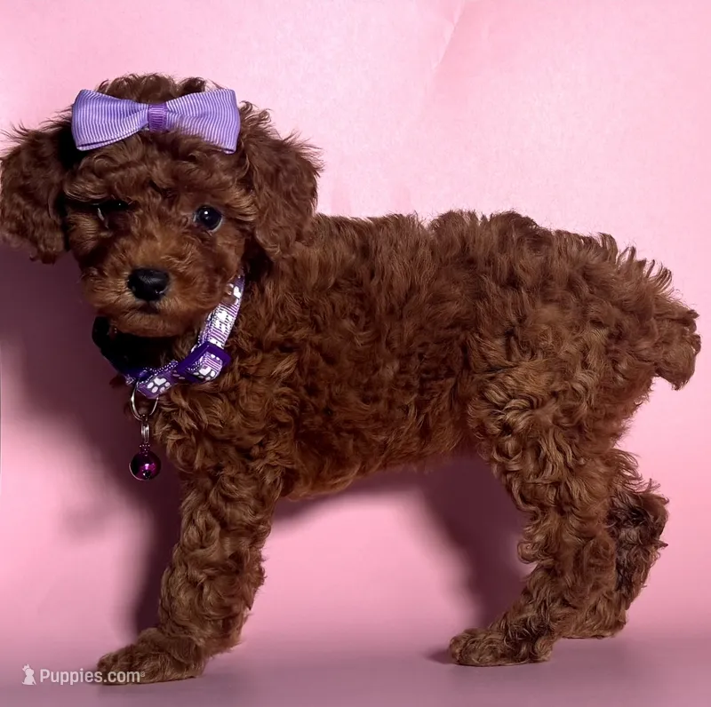 Female RED Poodle ❤️🐩